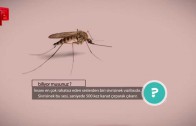 Sivrisinek nasıl vızıldar?