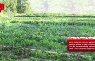 Solucan Gübresi ile Organik Tarım