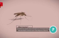 Sivrisinek ilacının etkisi