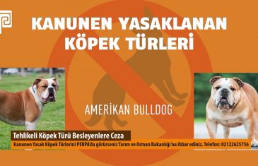 Tehlikeli Köpek Türü Besleyenlere Ceza PERPA